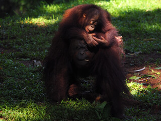 Baby and Mother Borneo Orang Utan playing and showing funny expression and affection