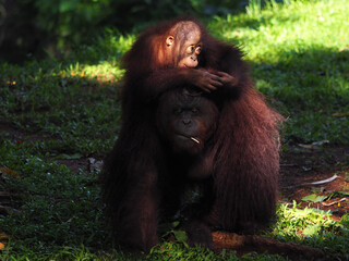 Baby and Mother Borneo Orang Utan playing and showing funny expression and affection