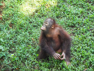 Baby Bornean Orang Utan playing and showing funny expression and behavior