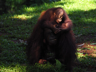 Baby and Mother Borneo Orang Utan playing and showing funny expression and affection