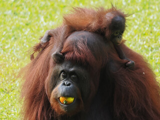 Baby and Mother Borneo Orang Utan playing and showing funny expression and affection