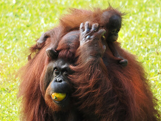 Baby and Mother Borneo Orang Utan playing and showing funny expression and affection
