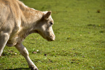 Fototapeta premium A light-colored cow walking across a lush green field.