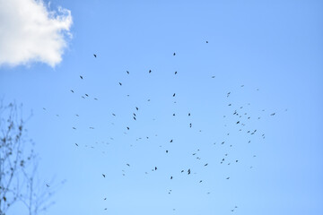 Flock of Birds Flying Against a Clear Blue Sky