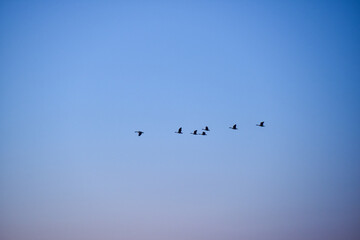 Birds Flying in Formation Against a Clear Sky