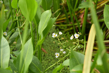 Obraz premium Water Plant with White Flowers and Broad Leaves in a Wetland Environment