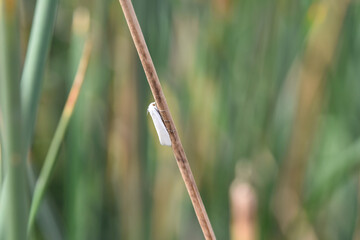A small white moth perched on a slender plant stem amidst greenery