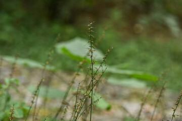 Tall, slender plant stems with small leaves in a natural, blurred green background