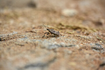 A small insect with long antennae crawling on a rough, textured surface.