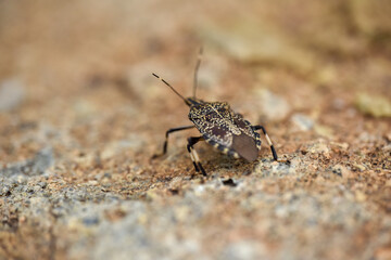 A close-up of a stink bug on a textured ground surface