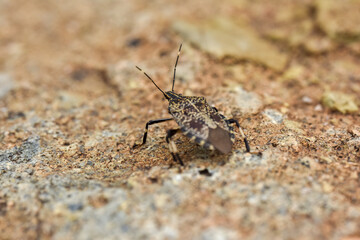 A small brown stink bug resting on a textured stone surface