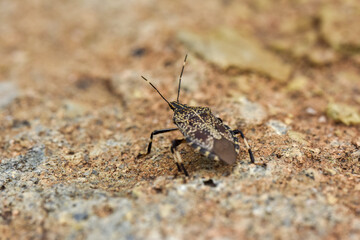 A close-up of a stink bug on a textured ground surface