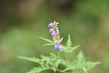 Purple Flower with Delicate Leaves in a Natural Setting