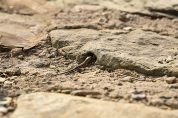 Small Lizard Emerging from a Crack in a Stone Pathway