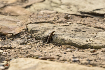 A small lizard navigating over rough, textured rocks in a natural setting.