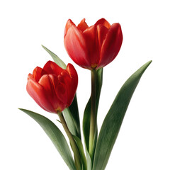 Fototapeta premium Tupelo tree with glossy red autumn leaves and rough dark bark on white background