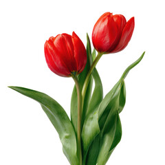 Fototapeta premium Tupelo tree with glossy red autumn leaves and rough dark bark on white background