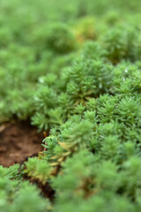 Close-up of lush green succulent plants with a shallow depth of field