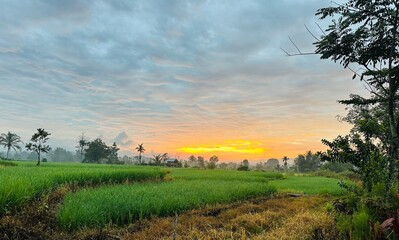 The stunning rice field under a vibrant sunrise sky cloudy in tranquil rural setting