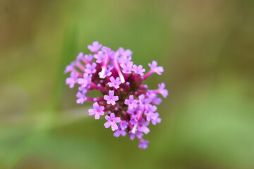 Obraz premium Close-up of a delicate purple flower with small clustered blooms against a blurred green background