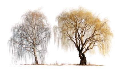 : Willow tree and birch tree placed together with drooping branches and textured bark on white background