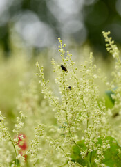 Insects on delicate white flowers in a lush garden setting