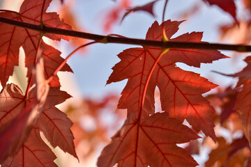 Vibrant Red Maple Leaves Against a Soft Blue Sky