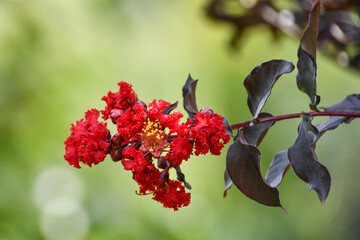 サルスベリ「ブラックパールレッド」　Black Pearl Red Crape Myrtle