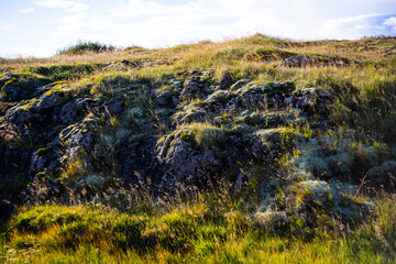 Moss and Lichen Growing on Volcanic Rocks in Iceland