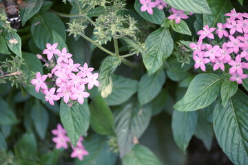 緑の葉の間で咲いているピンク色のペンタスの花をクローズアップで撮影した写真です。写真の左上には蜜を吸っているオオスカシバの体が一部写り込んでいます。