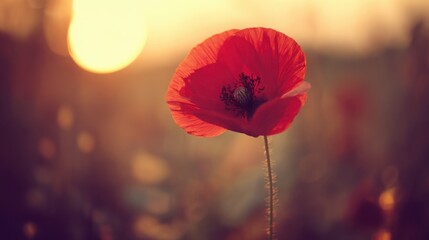 remembrance. A vibrant red poppy flower in a sunset-lit field, representing remembrance and natural beauty. inspiring travel planning.