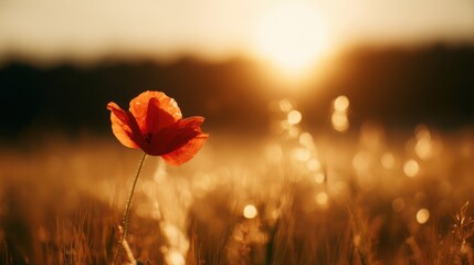 Obraz premium remembrance. A vibrant red poppy flower in a sunset-lit field, representing remembrance and natural beauty. inspiring travel planning.