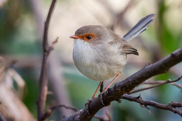 Female Superb Fairywren Perched on Branch