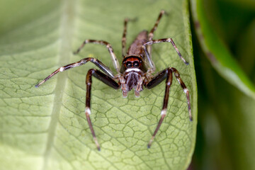 Closeup of Bronze Hopper Spider with Red Face