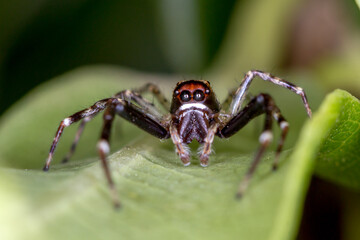 Macro of Australian Jumping Spider with Large Eyes