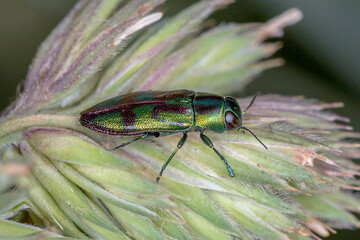 Macro of Jewel Beetle Crawling on Plant