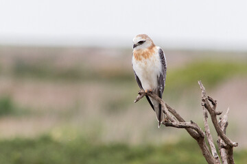 Juvenile Black-shouldered Kite Perched on Branch