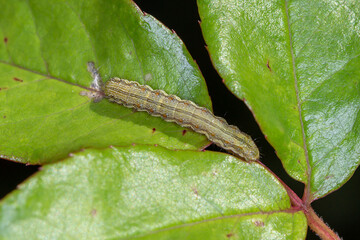 Close Up of a Moth Caterpillar on Foliage