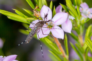 Striped Mosquito Feeding on Pink Flower