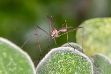 Close Up of Long-Legged Crane Fly