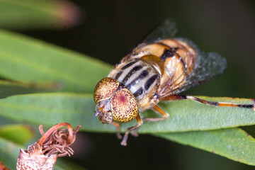 Native Drone Fly with Spotted Eyes on Narrow Leaf