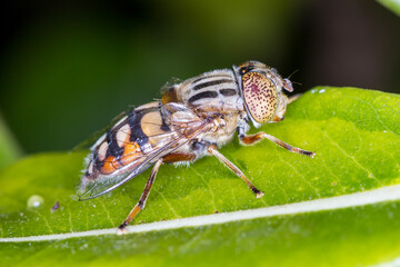 Detailed Side View of Native Drone Fly on Foliage