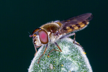 Macro Close Up of Common Halfband Hoverfly with Red Eyes