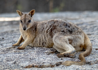 Naklejka premium Mareeba Rock Wallaby Resting on Granite Surface 