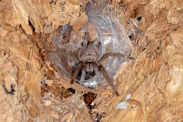 Close Up of Tarantula in Tree Cavity 