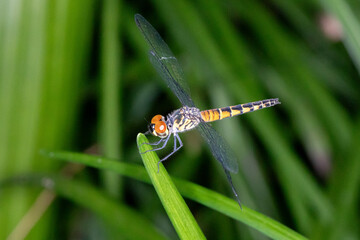 Close Up of Striped Dragonfly with Orange Eyes 