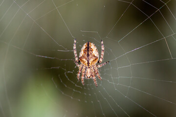 Orb Weaver Spider Resting in Web