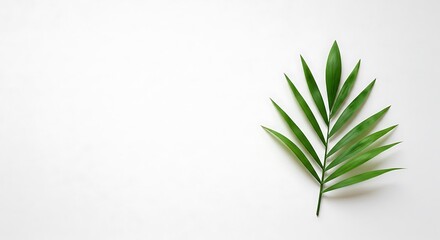 Naklejka premium Minimalist flat lay of a single green leaf on a plain white background, symbolizing nature, wellness, and simplicity