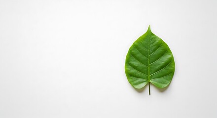 Fototapeta premium Minimalist flat lay of a single green leaf on a plain white background, symbolizing nature, wellness, and simplicity Perfect for Marketing & Design