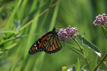Monarch Butterfly on Purple Flower  © Louden Cleer